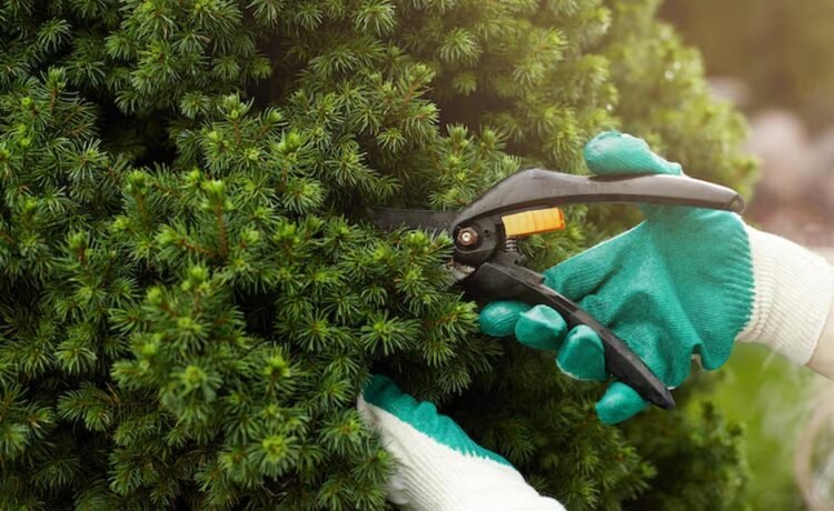 Tree Problems